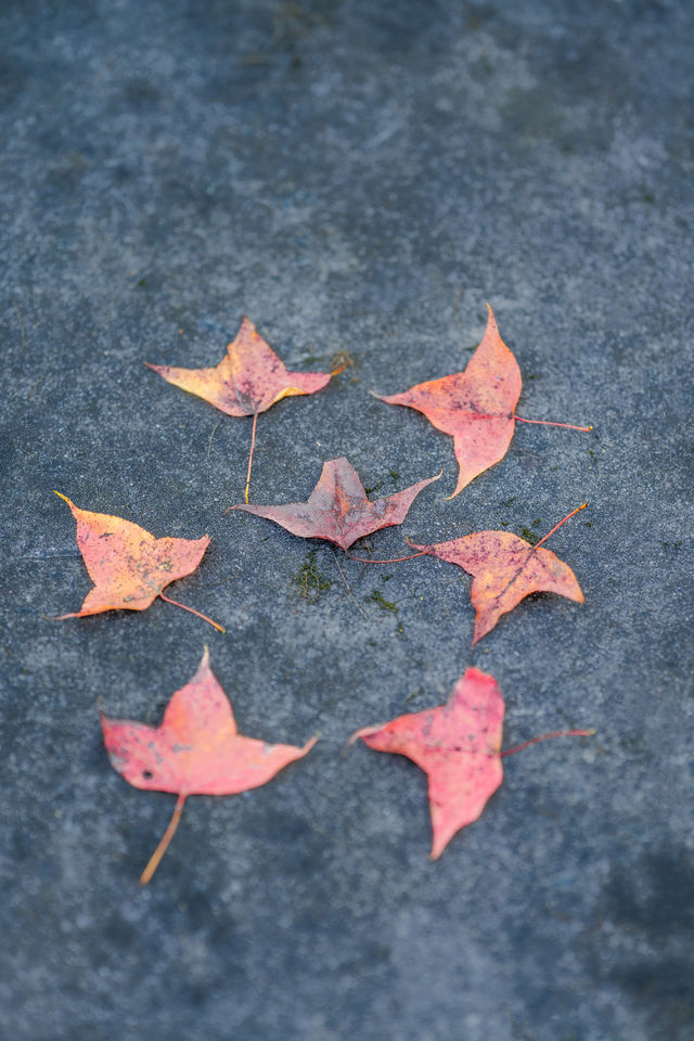 騰蛟鎮文理村白塔嶺腳 | 紅楓樹下的靜謐時光