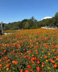 "未來與自然交織：愛・地球博紀念公園的綠色奇蹟" 