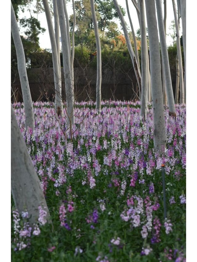 記憶中的忠綸公園花海，真的從來就沒輸過！