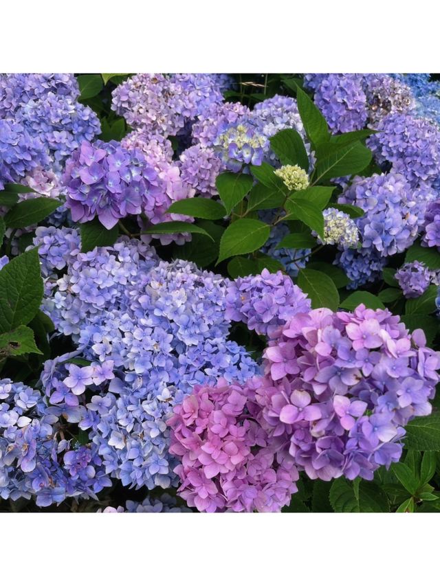 【達州拍照】巴山大峽谷·繡球花海