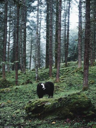 雅安2日滑雪行睇呢篇攻略就夠啦
