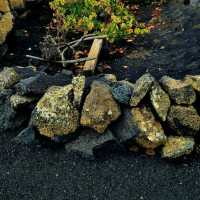 西班牙𝗟𝗮𝗻𝘇𝗮𝗿𝗼𝘁𝗲火山都有葡萄園