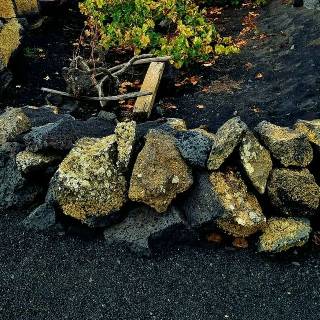 西班牙𝗟𝗮𝗻𝘇𝗮𝗿𝗼𝘁𝗲火山都有葡萄園