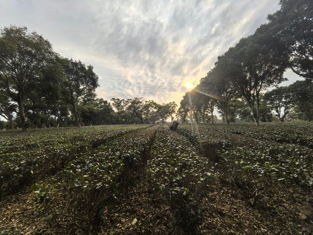 英德紅旗茶廠