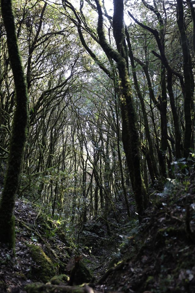 哀牢山