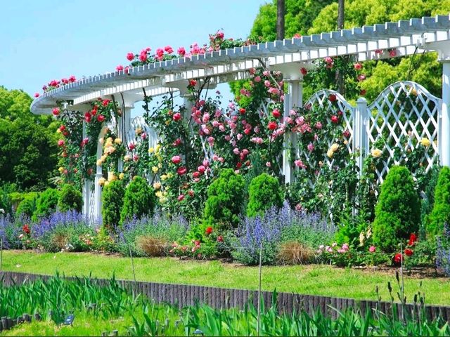長居植物園玫瑰園