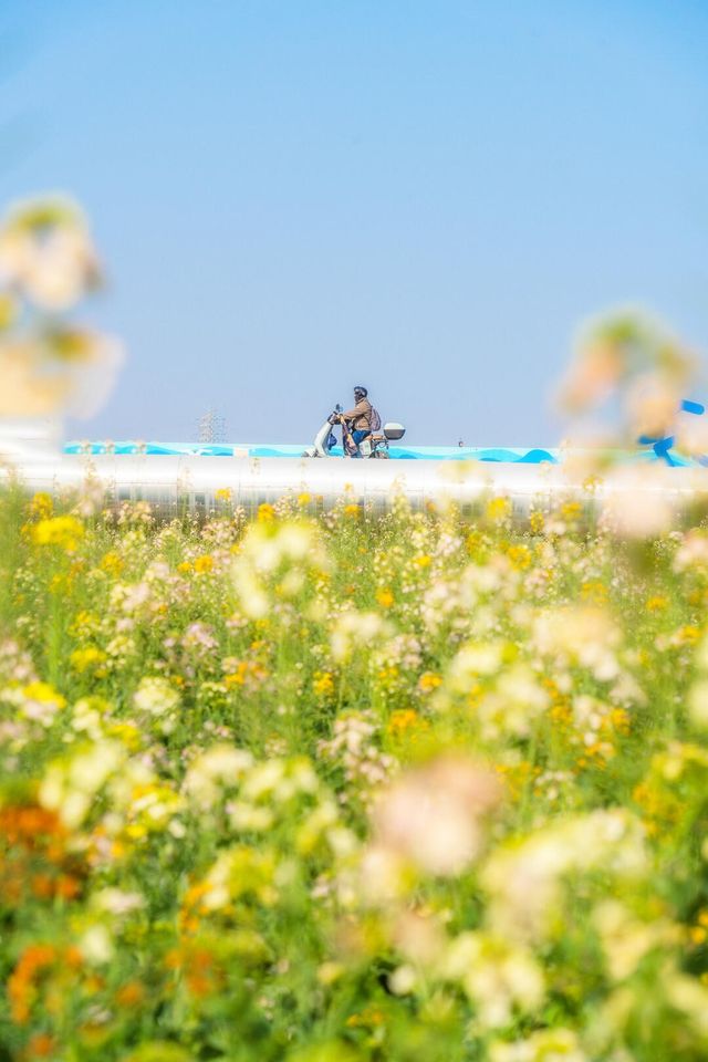 廣州油菜花海