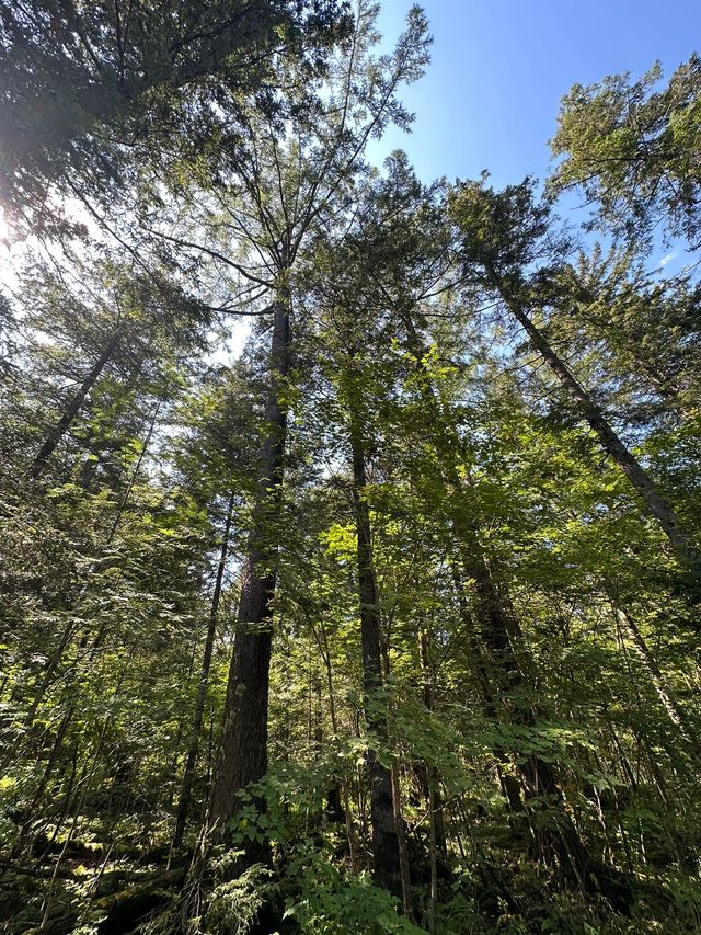 4日穿越吉林長白山西坡等地旅行指南讓你愛上這座城