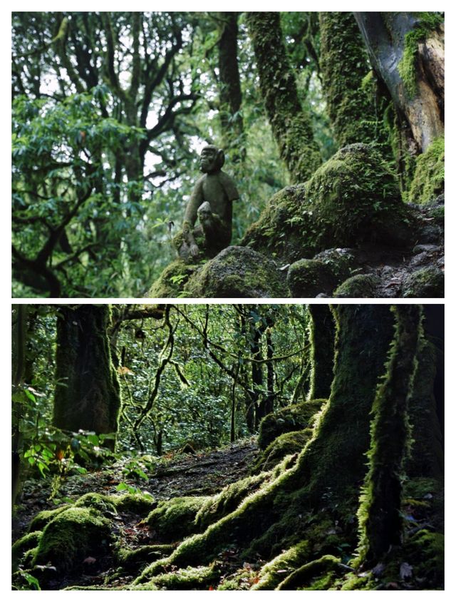 哀牢山探秘：億萬人打卡的仙境，你怎能錯過？