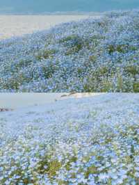 接下來日本的花，粉蝶藍：宮崎駿動畫裡的世界🪄