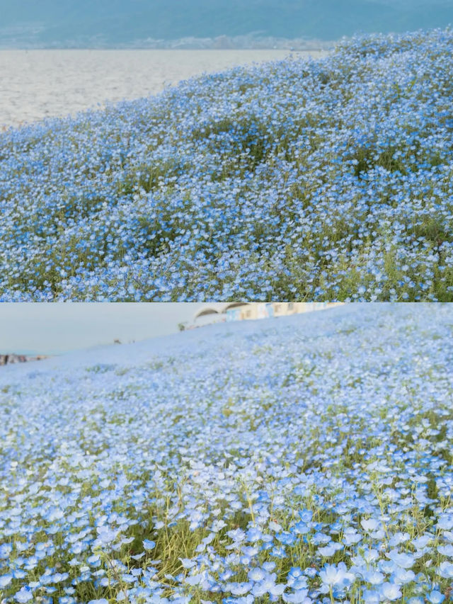 接下來日本的花，粉蝶藍：宮崎駿動畫裡的世界🪄