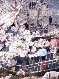 蘇東坡沒有騙我！我在南京找到了「天上宮闕」櫻花天梯