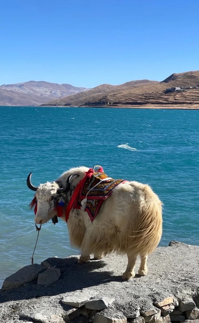羊卓雍措：遺落人間的翡翠，雪山下令人神往的藍色誘惑