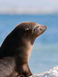 Kaikoura：Heaven for whale-watching