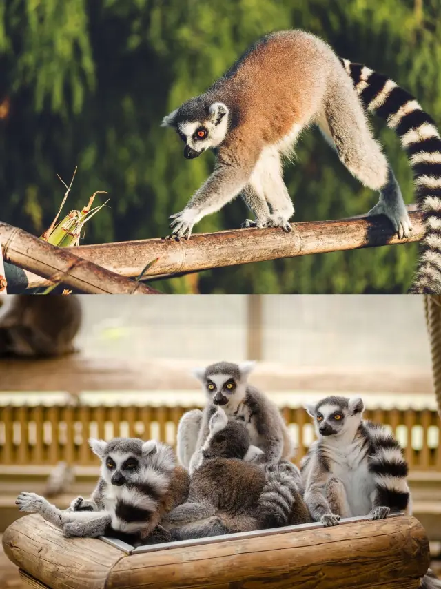 모리셔스 등 여러 나라 연계 여행 18일｜여행 가이드