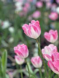 不出國，也能看到的鬱金香花海