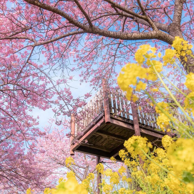 東京人私藏的賞櫻天花板🌸，一點不輸伊豆！