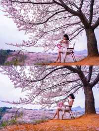 貴州的櫻花，如詩如畫