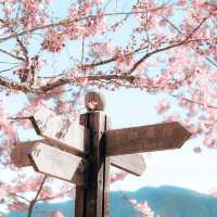 🌸台中浪漫秘境！千櫻園邂逅愛與美景