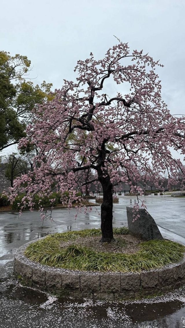 櫻花樹