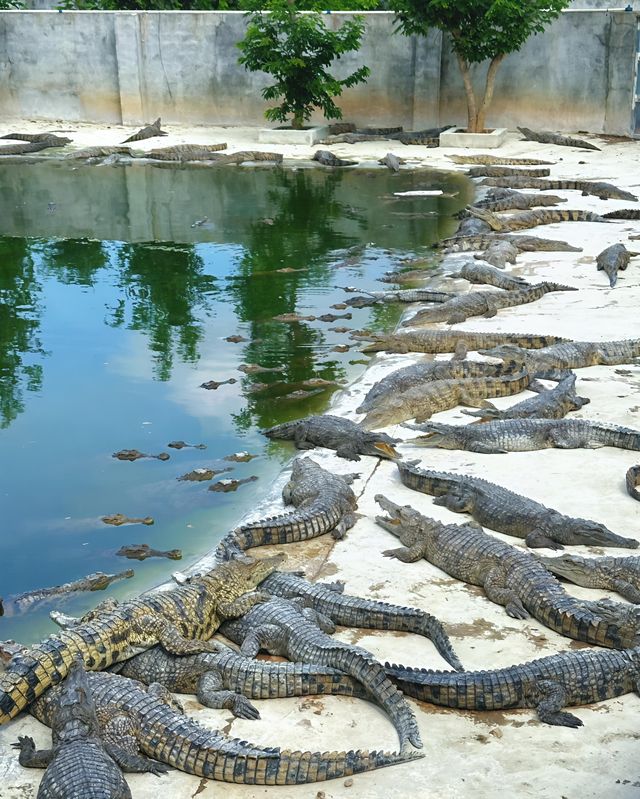 東方市鱷珍鱷魚園：探秘鱷魚王國的奇妙之旅