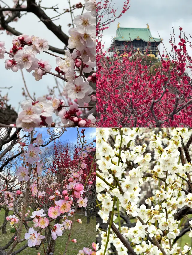 Osaka Kasuga Plum Blossom Viewing Experience!