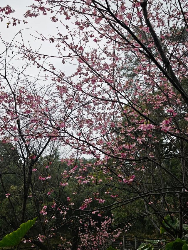 桂林南溪山公園早櫻開花了，最主要是不用門票