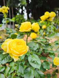 Festival of Roses in effect 💐💐💐