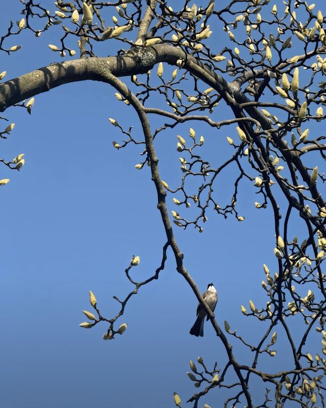 闖入現實版莫奈花園！花溪公園攻略