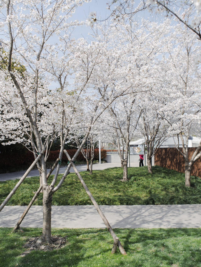 🌸上海櫻花必打卡路線