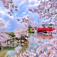 去東京賞櫻？講笑！我們武漢還沒發話呢！