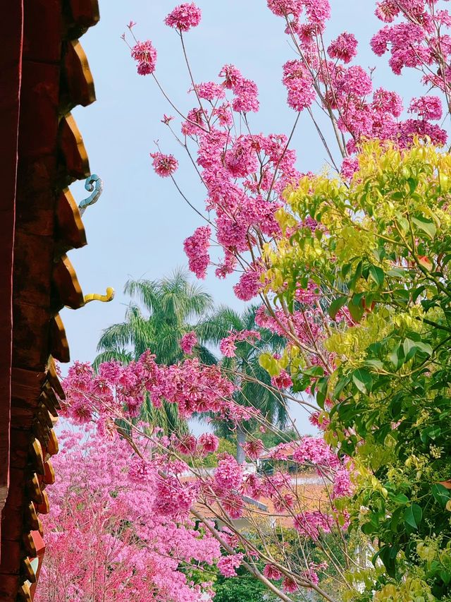 廈門春日賞花新去處！天竺岩寺紫花風鈴木