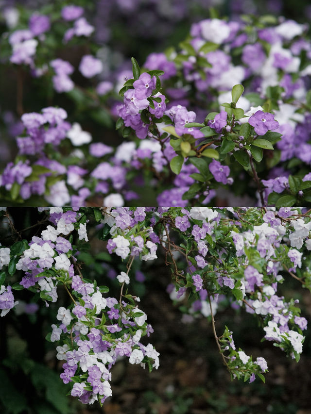 華南植物園賞花攻略一鍵解鎖最美花路