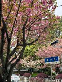 🌸觀山湖這條路，美到我想定居！（live圖