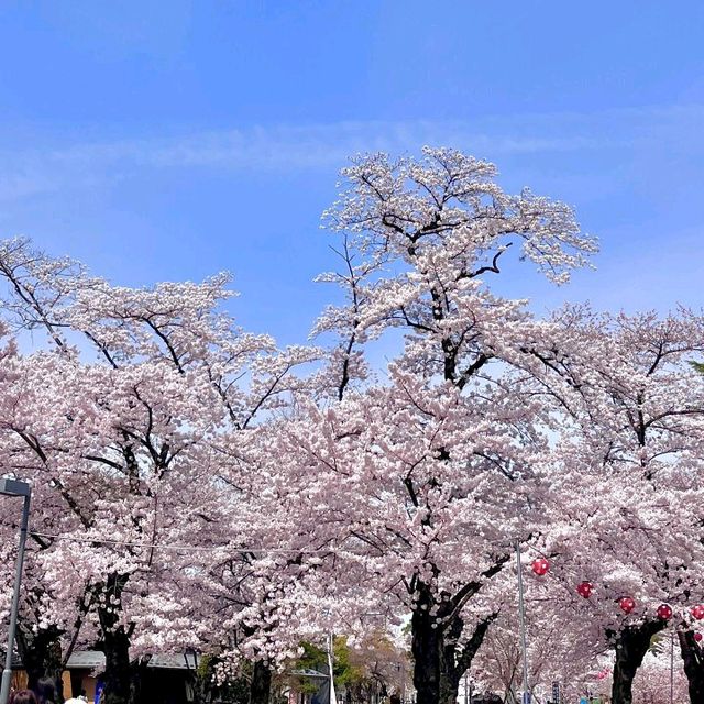 🇯🇵仙台｜櫻花盛開，美到讓人心動🌸