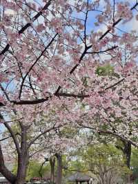 長沙春日賞花！！避雷指南｜含淚整理！錯過等一年 