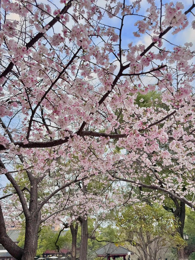 長沙春日賞花！！避雷指南｜含淚整理！錯過等一年 
