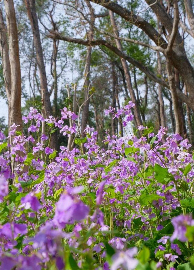 武漢植物園