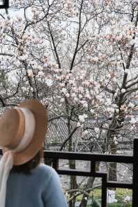 99%寧波人不知道中山公園這個窗景太好拍了