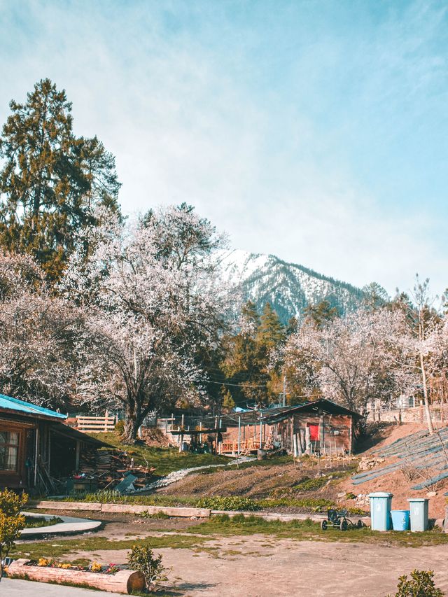 林芝桃花之旅｜來嘎瑪穿藏服釀桃花蜜