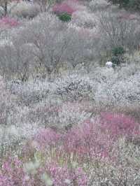 梅花盛開時「香雪海」三個字具象化了
