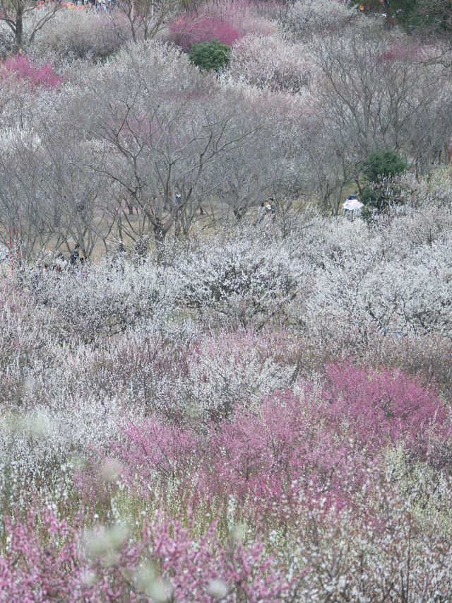 梅花盛開時「香雪海」三個字具象化了