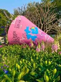 🌼深圳筆架山公園花海，美到失語！