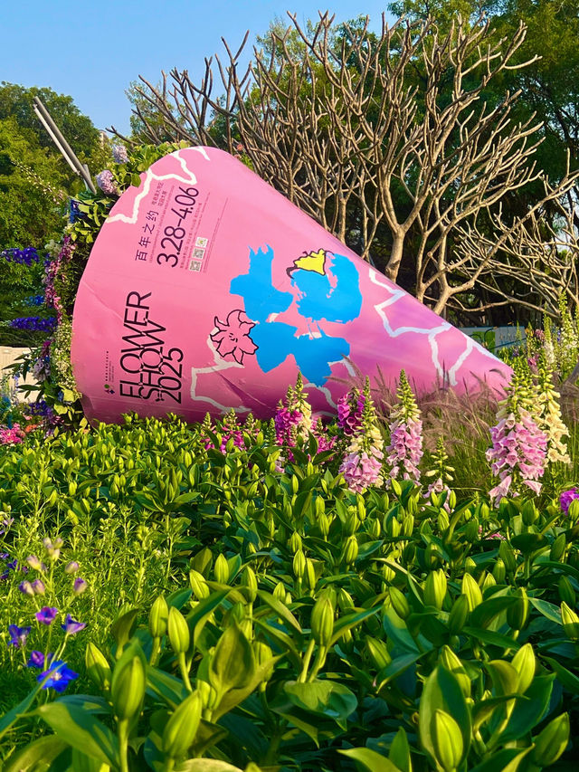 🌼深圳筆架山公園花海，美到失語！