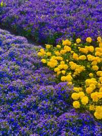 🌼深圳筆架山公園花海，美到失語！