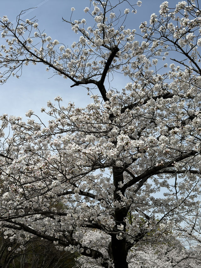 大阪午後櫻見：天滿橋與毛馬櫻之宮公園的河岸花宴🌸🌉