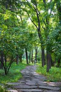 石家莊市區的森林!|藏在二環內的綠野仙蹤!