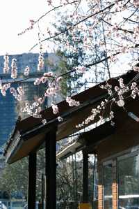 大連勞動公園嘅桃花已經靚到升華咗啦