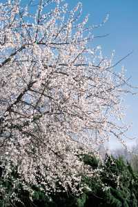 大連勞動公園嘅桃花已經靚到升華咗啦