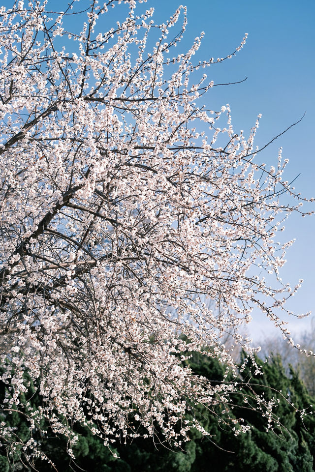 大連勞動公園嘅桃花已經靚到升華咗啦